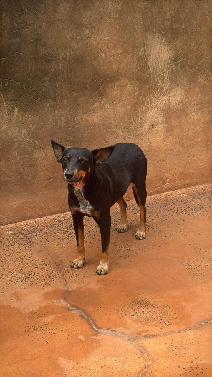 Foto de Melissinha