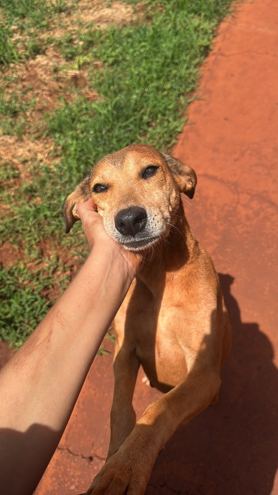 Foto de Gameleira