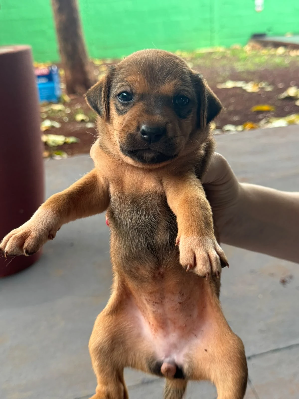 Foto principal de Maritaca